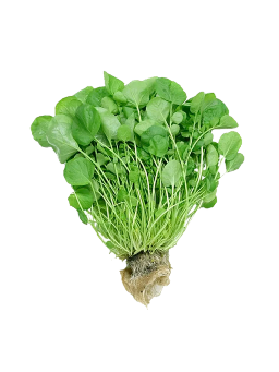 Imagem de Agriao Hidroponico Un