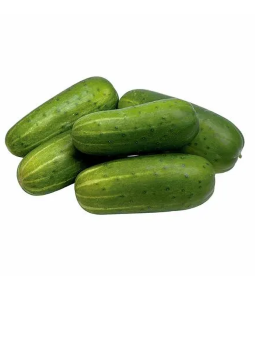 Imagem de Pepino Salada Kg
