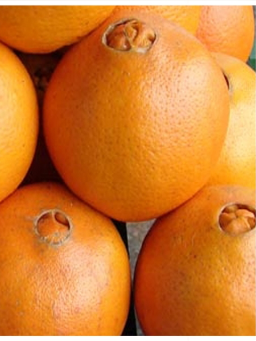 Imagem de Laranja Importada Kg