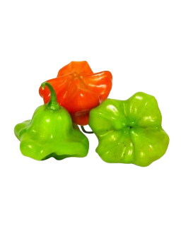 Imagem de Pimenta Cambuci 150g